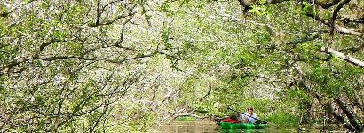 Kayaking through the canopy