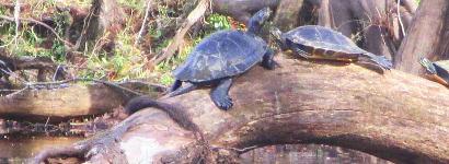 Turtles on a log