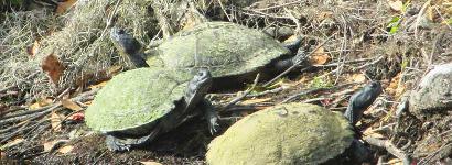 Turtles in the sun