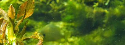 Underwater at Rum Island Springs