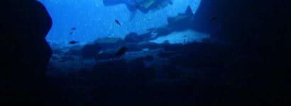 Diving At Jackson Blue Spring