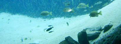 Crystal Clear Spring Water with Fish