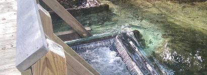 Creek by Nature Trail