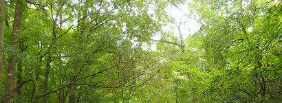 Spring Run at Ponce de Leon