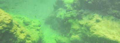 Underwater at Little River Spring