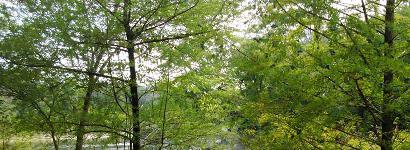 LIttle River Spring