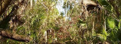 HIking in Vegitation