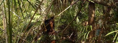 HIking in Vegitation