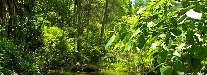 Morman Branch Vegitation