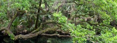 A gorgeous oak drapes over Fern Hammock Springs