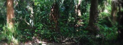 A peaceful spot at Ginger Ale Springs