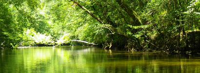 Embracing Foliage on the Econfina Creek