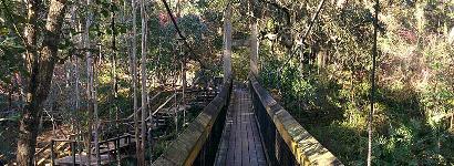 Boardwalk / bridge view