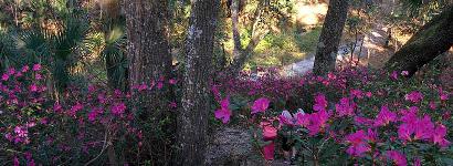 Flowers on the trail
