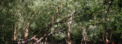 Jumping Off Trees into Otter Springs