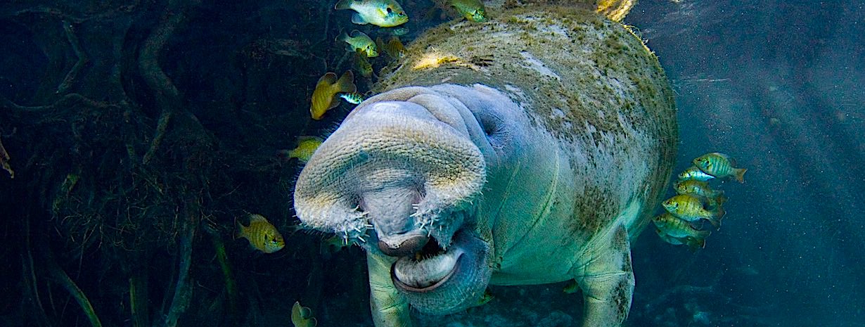 Florida visual data 7