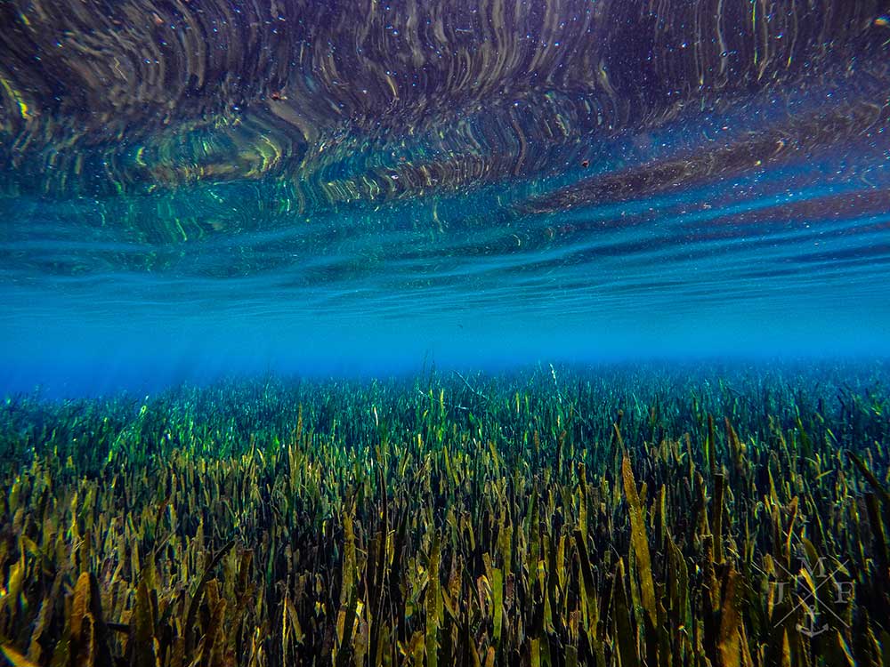 Merritt Mills Pond Florida Florida Springs Merritt Mills Pond Florida Florida Springs
