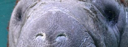 Want to dance? - Three Sisters Spring, Crystal River, Florida