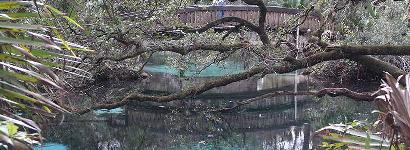 Fern Hammock Springs, Ocala National Forest