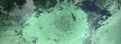 Sand Boils At Fern Hammock Spring, Ocala National Forest