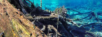 Cypress Realm - A display of blue wonder surrounding the cypress tree lined banks of the 2nd magnitude spring.