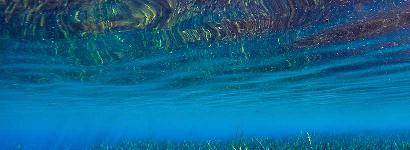 Blue Grass- A shot from just below the surface of the vast gin clear expanse of Merritt's Mill Pond in Marianna Fl.