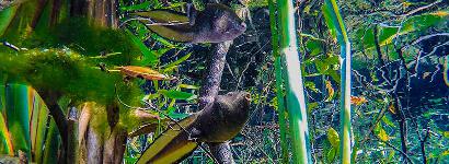 Big Dreamer- A river frog tadpole looks to the sky as if day dreaming of the day when he will be a fully grown river frog dining on insects along Emerald Springs basin in Econfina Creek. 
