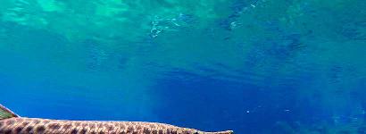 Spot- A freshwater gar streaks by within the cool confines of Gainer Springs basin located just off Econfina Creek in NwFl. 