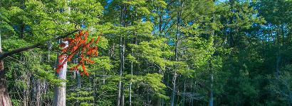 Morrison Springs - A little bit of red