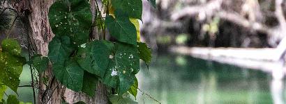 Foliage at Volusia Blue