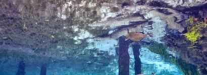 Lone Turtle Swimming