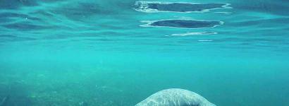 Baby Manatee At Blue Spring State Park