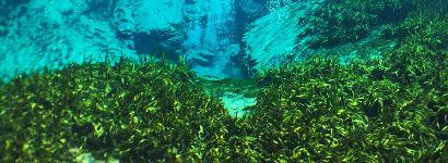 Beneath The Surface Of Alexander Springs