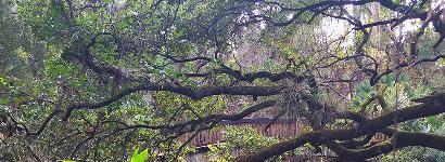 The Bridge At Fern Hammock Springs