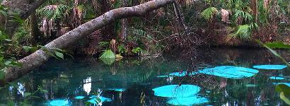 The Beautiful Blue Waters Of Fern Hammock Springs