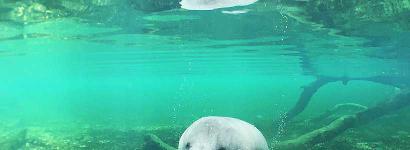 A Manatee Waving Hello