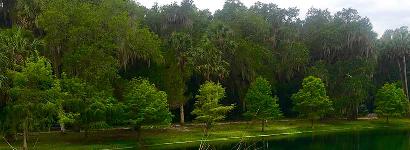 Gemini Springs Grass