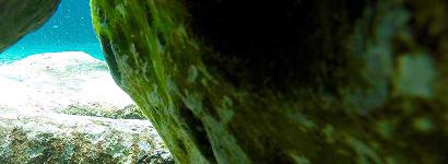 Rainbow Springs Underwater