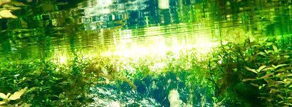 Mermaid Springs Green Lazer