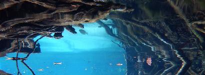 Roots at Three Sister Springs