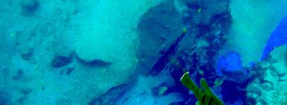 Silver Springs with the Fish