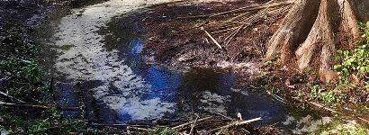 Ravine Gardens State Park Spring Seep