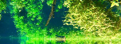 Jitterbug Spring Reflection.  Upside down?