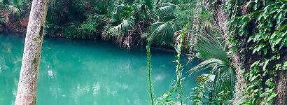 Green Springs Through the Trees