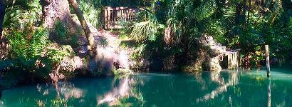 Green Spring Between the Trees