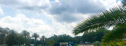 Wekiva through the trees