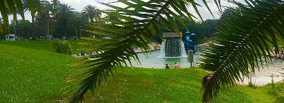 Wekiva through the trees