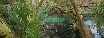 Primevil Fern Hammock