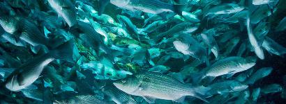 Silver Glen Looking up at school