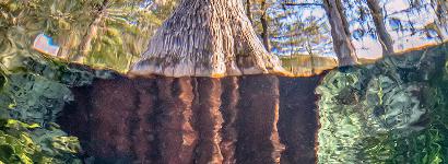 Underwater Trunk at Jackson Blue